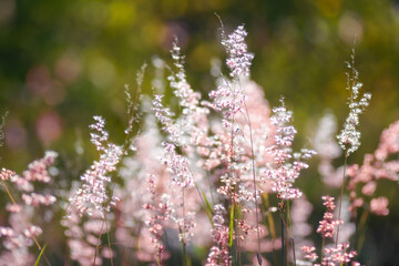 purple flowers in the garden
