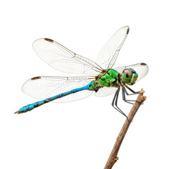 Captivating Dragonfly Portrait Exhibiting Intricate Wing Detail Against a Neutral Space