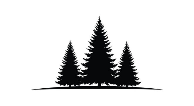 Silhouette of three tall evergreen pine trees standing together on a white background