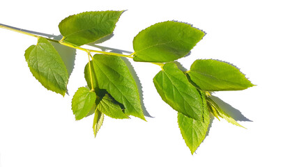 Twig of Muntingia calabura plant with green leaves on white background. Also known as kersen, seri, ceri, talok, or kerukup siam, kersem, muntingia, cherry, Jamaican cherry, Panama berry.