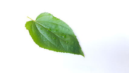 Muntingia calabura leaves on white background. Also known as kersen, seri, ceri, talok, or kerukup siam, kersem, muntingia, cherry, Jamaican cherry, Panama berry, Singapore cherry, Japanse kers.