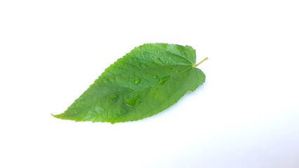 Muntingia calabura leaves on white background. Also known as kersen, seri, ceri, talok, or kerukup siam, kersem, muntingia, cherry, Jamaican cherry, Panama berry, Singapore cherry, Japanse kers.