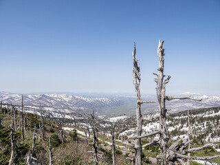 Fototapeta premium 枯れ木と雪山