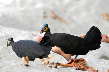 Maleo (Macrocephalon maleo) Megapode bird endemic to Sulawesi, Indonesia, lays eggs in hot sand and abandons ENDANGERED