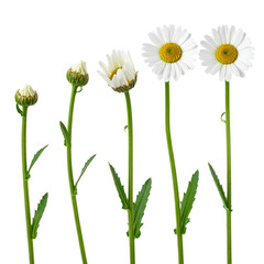 Daisy's blooming journey: A captivating visual narrative unfolds, showcasing the life cycle of a daisy, with each stage beautifully captured in this botanical macro shot.