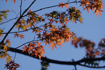 真っ赤に紅葉した楓の葉