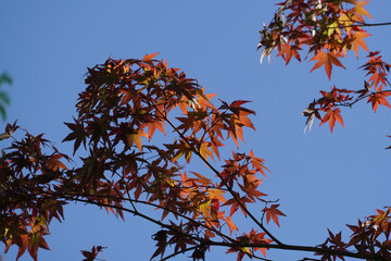 真っ赤に紅葉した楓の葉
