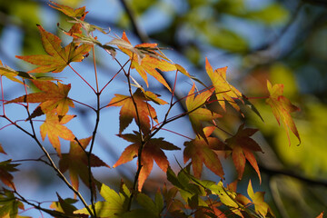 真っ赤に紅葉した楓の葉