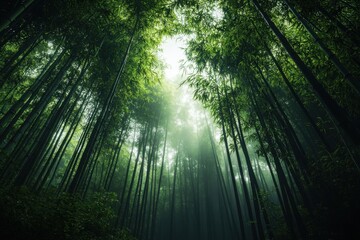 Fototapeta premium Exploring the endless bamboo forest tranquil nature scene lush green environment serene viewpoint embracing peaceful concepts