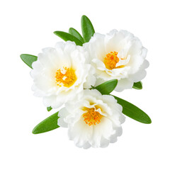 White Purslane Blossom: A cluster of delicate white purslane flowers with vibrant yellow centers, contrasted by fresh green foliage, offers a serene view of nature's elegance.