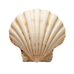 Seashell: Close-up of a delicate seashell. The textures and tones create a sense of the sea, inviting viewers to explore the intricate design and natural beauty.