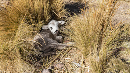 A tiny newborn lamb crouched among the dry yellow grass. The animal is lying down, looking at the...