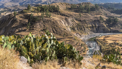 Beautiful panoramic view. Agricultural terraces on the mountain slopes, green trees. The river flows into the gorge. The riverbed bends. Prickly pear cacti and dry yellow grass are in the foreground.