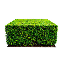 Cuboid Green Hedge: A meticulously manicured cuboid hedge of vibrant green foliage. Evoking feelings of order and natural beauty, the image captures the essence of refined outdoor aesthetics. 