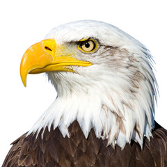 Majestic Eagle Portrait: A striking close-up of a bald eagle, showcasing its piercing gaze and regal features, embodying strength and freedom.
