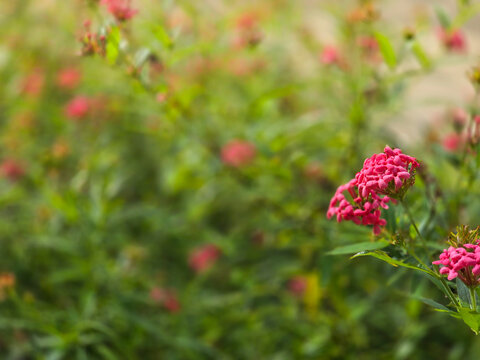 Vibrant cluster of pink tropical flowers in full bloom, set against a soft focus, lush green garden background. Selective focus highlights the foreground blooms, creating a beautiful bokeh effect.