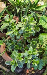 Green plant against a natural background. Green plant in its natural environment.