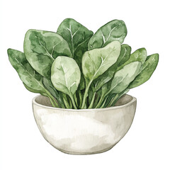 Fresh spinach leaves in a white bowl watercolor illustration.