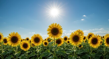 A stunning golden sunflower field reaching toward the warm bright summer sun high in the clear blue sky during the daytime, large, bloom, summer