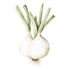 Fresh white onions with green stems and roots healthy vegetable.
