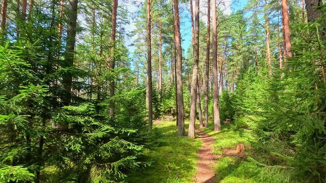 A narrow forest path winds through tall pine trees as sunlight filters through branches and camera slowly moves forward showing natural depth and lush green vegetation