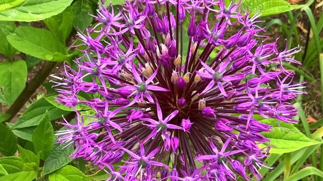 The bright purple ornamental onion Allium Globemaster blooms in the lush green garden on tall stems, displaying its unique spherical heads.