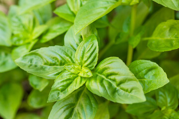 Raw Green Organic Basil Leaves
