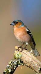 A vibrant bird with orange, blue, and black plumage perches on a weathered branch. The background is blurred, focusing attention on the bird