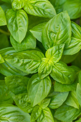 Raw Green Organic Basil Leaves