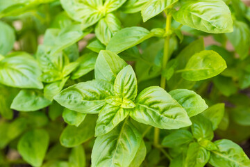 Raw Green Organic Basil Leaves
