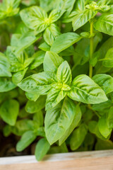 Raw Green Organic Basil Leaves