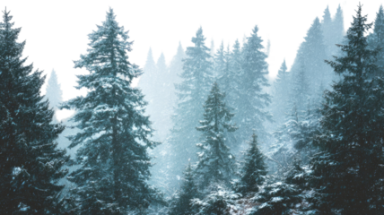 Soft snow falling gently over tall pine trees creating a peaceful serene winter forest scene on white background
