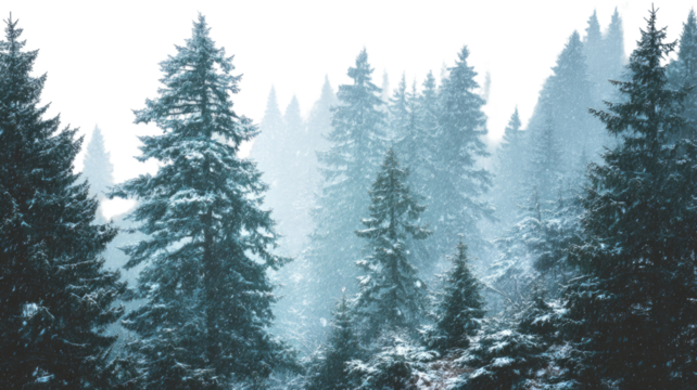 Soft snow falling gently over tall pine trees creating a peaceful serene winter forest scene on white background
 - Powered by Adobe