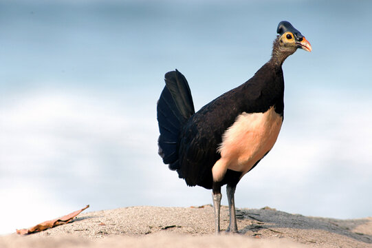 Maleo (Macrocephalon maleo) Megapode bird endemic to Sulawesi, Indonesia, lays eggs in hot sand and abandons ENDANGERED