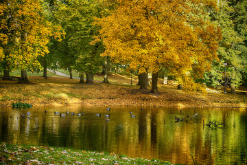 Autumn Park By The Lake With Ducks, Golden Leaves, And Serene Reflections In Sunny Afternoon