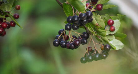 Close-Up of Ripe Black Chokeberries Growing on a Vibrant Green Branch