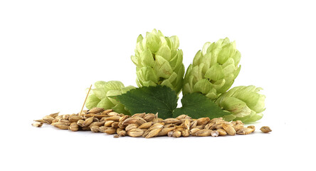 Hop Cones, Leaf, and Barley Grains on White Background