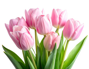 Fototapeta premium Bouquet of Fresh Pink Tulips, Front View, Isolated on White Background