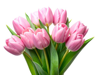 Naklejka premium Bouquet of Fresh Pink Tulips, Front View, Isolated on White Background 