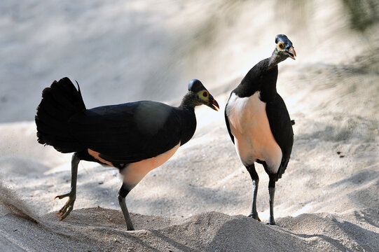 Maleo (Macrocephalon maleo) Megapode bird endemic to Sulawesi, Indonesia, lays eggs in hot sand and abandons ENDANGERED