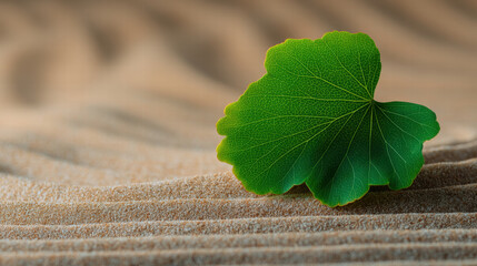 Peaceful green leaf on sand creates visual for eco meditation apps promoting calm and nature connection