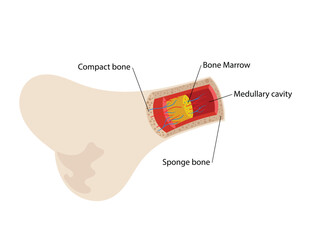 Structure and components of long bone,  bone marrow concept