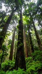 Obraz premium A tall forest scene with towering trees reaching upwards to sunlight filtering through the canopy. Green ferns and leaves cover the forest floor