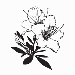 Fototapeta premium Elegant Azalea Flower Vector Image Isolated on white background