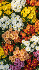 Beautiful seamless floral pattern of yellow daisies and colorful spring flowers blooming from above