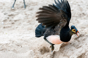 Maleo (Macrocephalon maleo) Megapode bird endemic to Sulawesi, Indonesia, lays eggs in hot sand and...