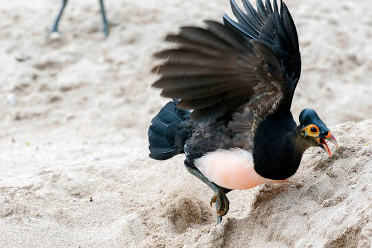 Maleo (Macrocephalon maleo) Megapode bird endemic to Sulawesi, Indonesia, lays eggs in hot sand and abandons ENDANGERED