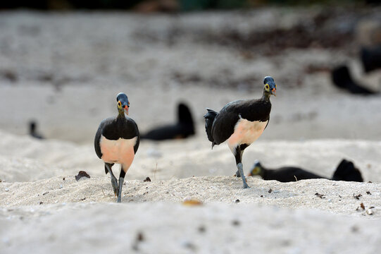 Maleo (Macrocephalon maleo) Megapode bird endemic to Sulawesi, Indonesia, lays eggs in hot sand and abandons ENDANGERED