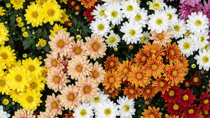 Beautiful colorful flowers blooming in a summer garden with yellow daisies and pink chrysanthemums