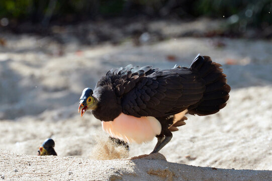 Maleo (Macrocephalon maleo) Megapode bird endemic to Sulawesi, Indonesia, lays eggs in hot sand and abandons ENDANGERED